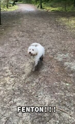 Cane che gioca con il fango, sordo ai richiami della mamma (VIDEO)