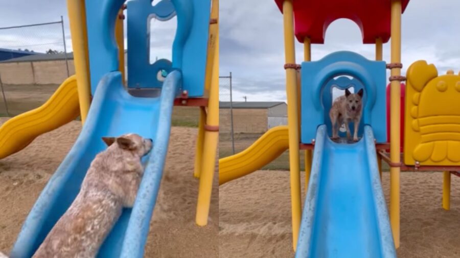 Finn, l'Australian Cattle Dog con la passione per lo scivolo