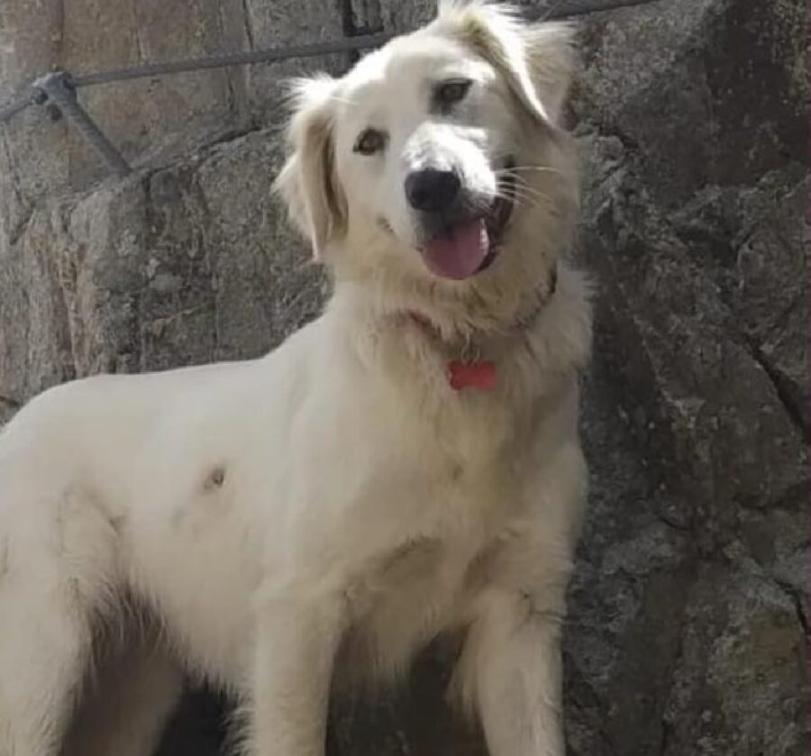 cagnolina collare con targhetta