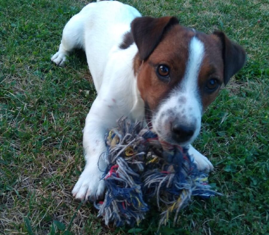 cane gioca con corda