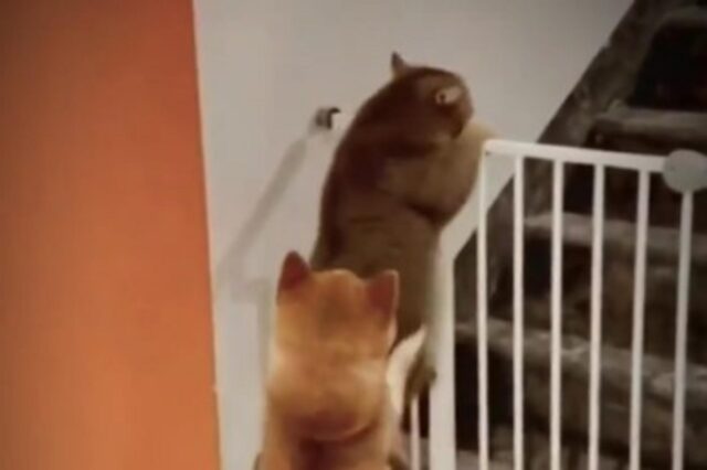 Il gentile cagnolino aiuta il suo amico gatto a scavalcare un cancelletto (VIDEO)