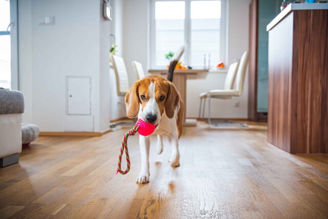 giocattoli per il cane beagle felice