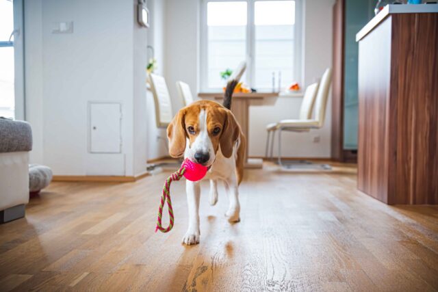 5 giocattoli per il cane Beagle, perché divertirsi fa star bene