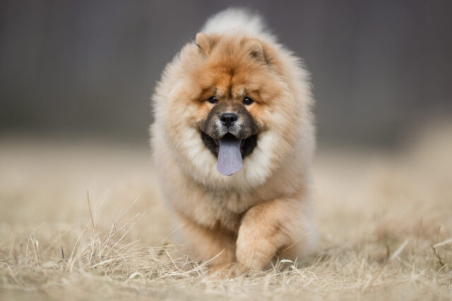 5 giocattoli per il cane Chow Chow, per giornate sempre divertenti