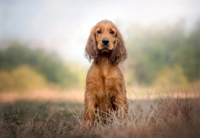 5 giocattoli per il cane Cocker, divertirsi fa bene a mente e fisico