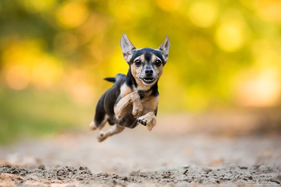 5 giocattoli per il divertimento del Pinscher, per un’estate da urlo