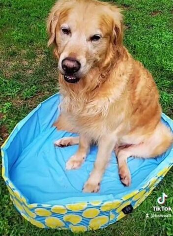 Golden Retriever dentro una piscina troppo piccola per lui (VIDEO)