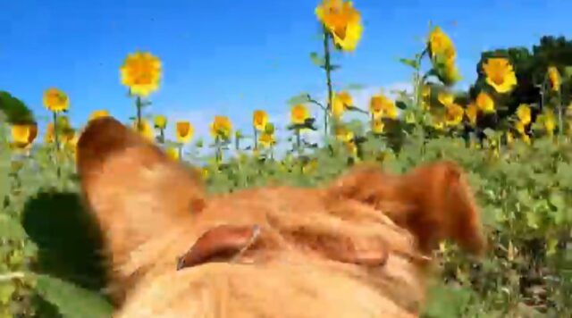 Un Golden Retriever deve trovare la proprietaria che si nasconde tra i campi di girasole (VIDEO)