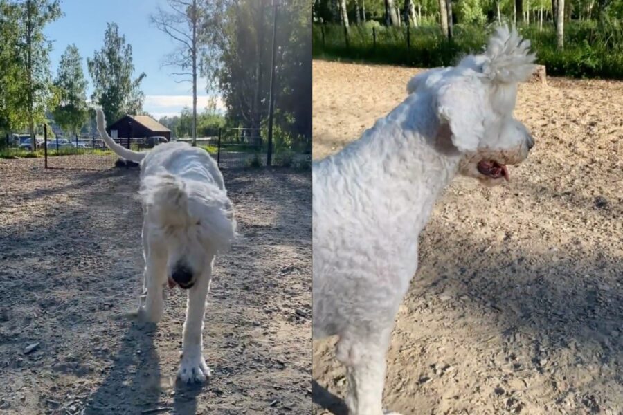 Hevi il cane che somiglia a una pecorella