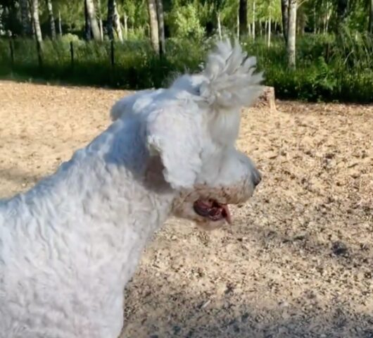 Hevi, cane o pecorella? Il Komondor più buffo del mondo! (VIDEO)