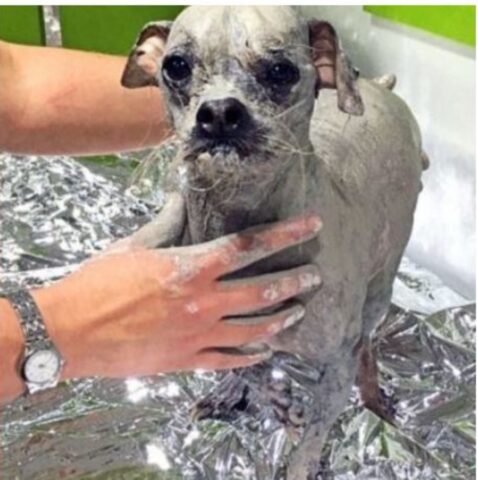 “Cane più brutto del mondo”: muore improvvisamente
