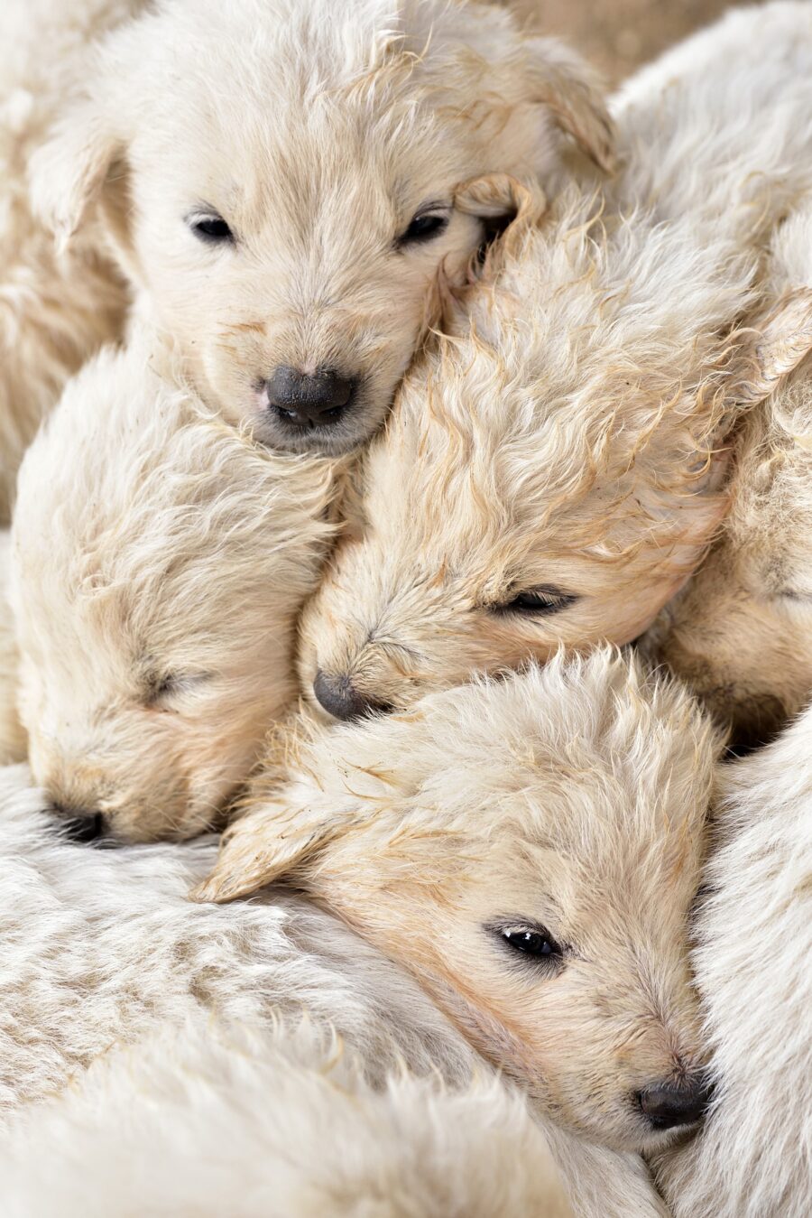 Un insieme di cuccioli di cane