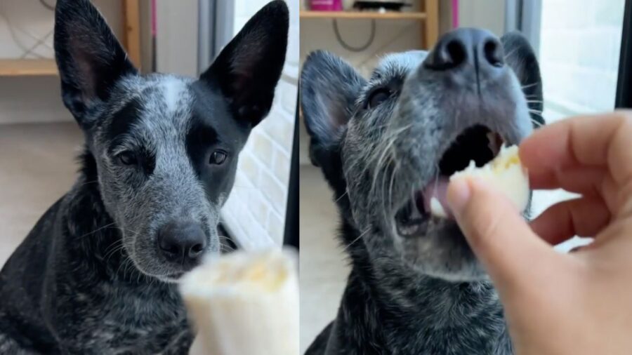 Kimchi mangia una banana