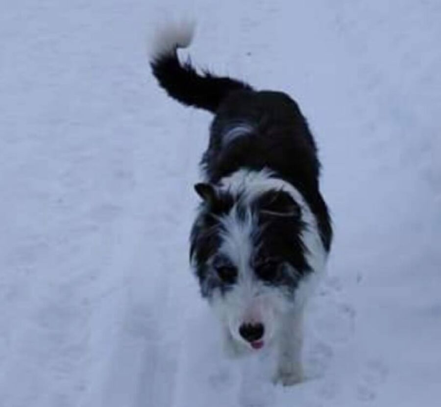 cane pelo bicolore cammina neve