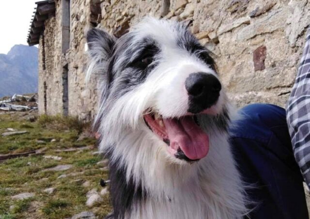 Lago della Vecchia, ad anni di distanza dallo smarrimento, si cerca ancora un cagnolino di nome Giotto