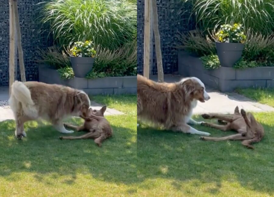 Lupo e Aylin cani super amici