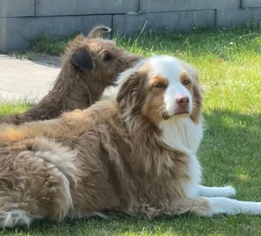 Lupo e Aylin, i cani Irish Terrier e Australian Shepherd più amici di sempre (VIDEO)