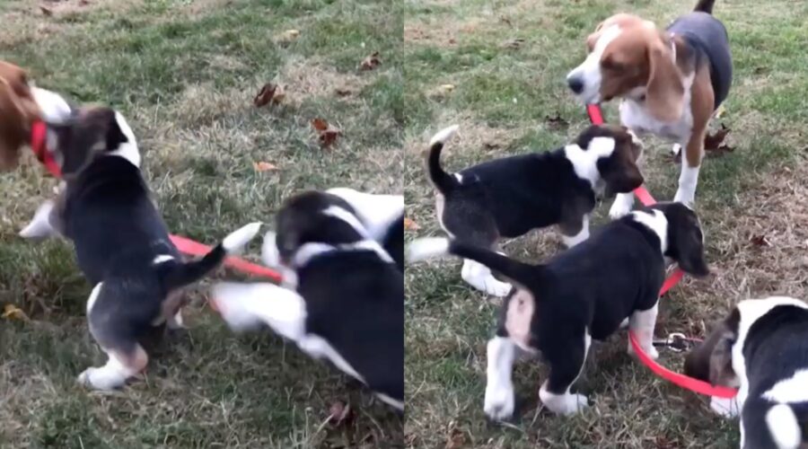 mamma beagle gioca con i suoi cuccioli