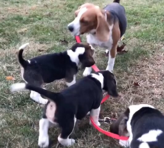 mamma beagle gioca con i suoi cuccioli in giardino