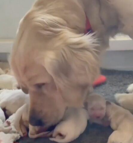 La dolcissima mamma Golden Retriever si occupa dei suoi cuccioli appena nati (VIDEO)