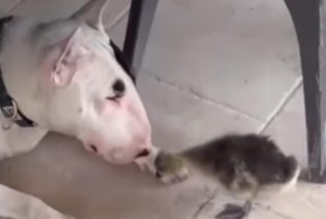 Il cagnolino cresce un’oca e diventano migliori amici (VIDEO)