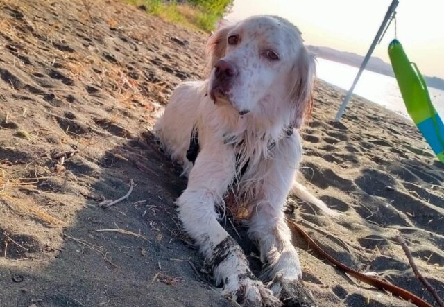 Montefiascone, scappato via un simil Setter Inglese, il cane disperso si chiama Kuba