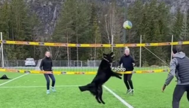 Il più grande pallavolista canino che voi abbiate mai visto (VIDEO)