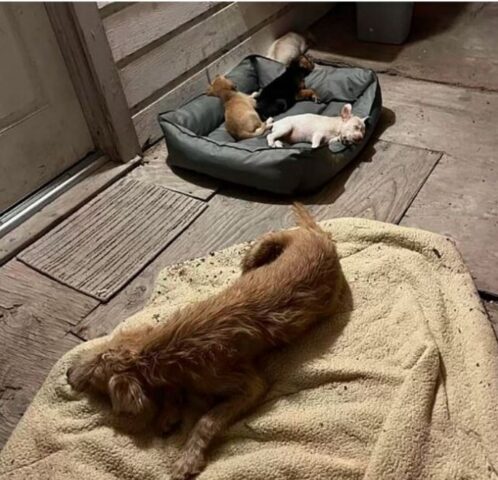 Cane randagio veglia su tre cuccioli abbandonati in strada