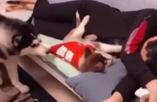 Papà cane sposta il suo cucciolo per prendere posto dove gli spetta (VIDEO)