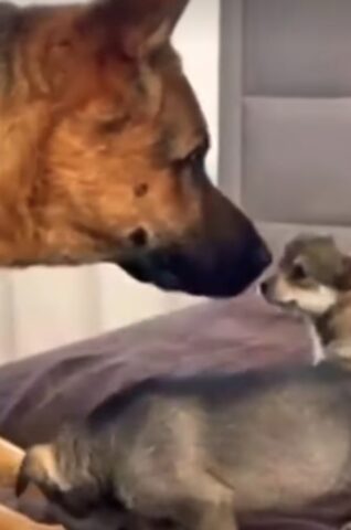 Pastore tedesco incontra dei cuccioli per la prima volta (VIDEO)