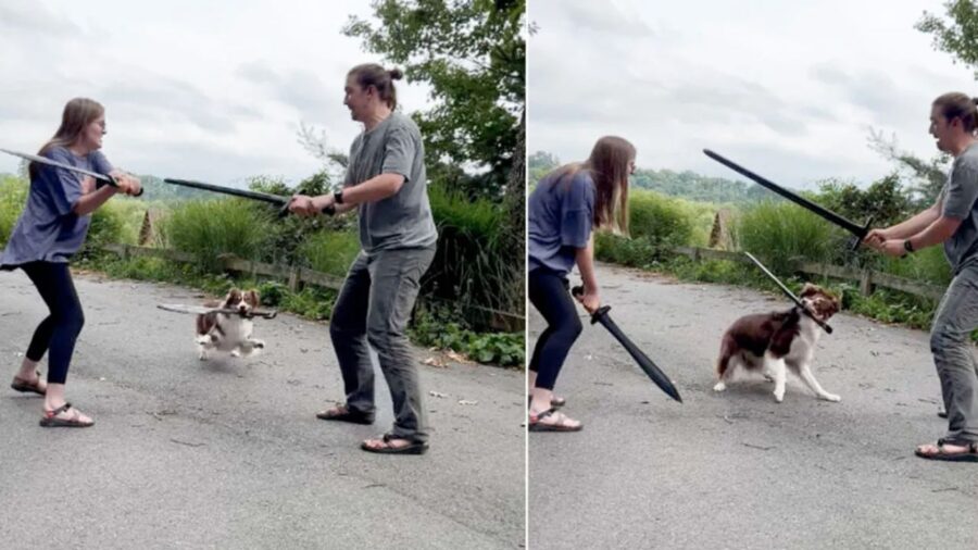 Pinto, il cane spadaccino