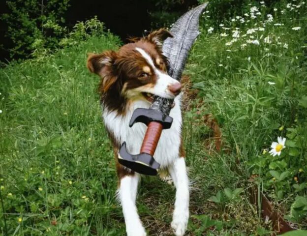 Pinto, il cane che è diventato uno spadaccino per giocare con mamma e papà (VIDEO)