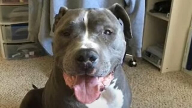 Pit Bull abbandonata e sola non ha smesso di piangere per settimane intere; la storia (VIDEO)