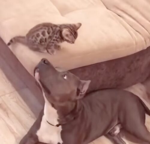 Il Pit Bull più paziente del mondo: il gattino lo disturba, ma lui non batte ciglio! (VIDEO)