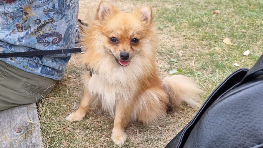 cagnolina al guinzaglio