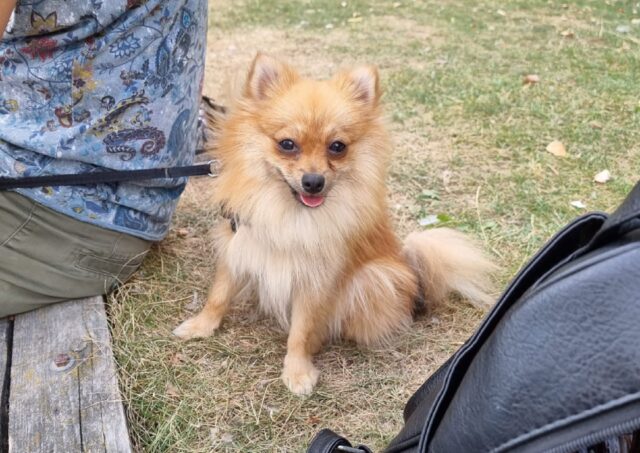 Porpetto, Grace manca da giorni, probabilmente la cagnolina simil Spitz Tedesco è stata rapita