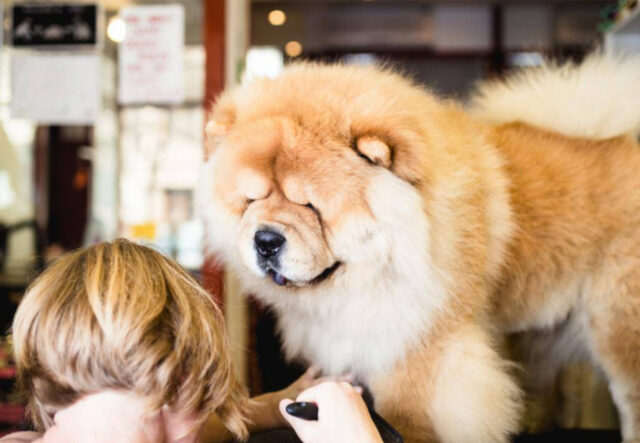 5 prodotti di bellezza per il cane Chow Chow, per un re dalla criniera voluminosa