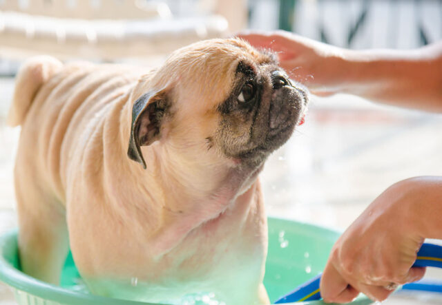 5 prodotti per la cura del cane Carlino, pensati per il benessere di Fido