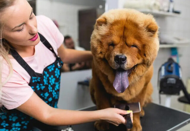 5 prodotti per cura del cane Chow Chow, per un vero leone della… casa