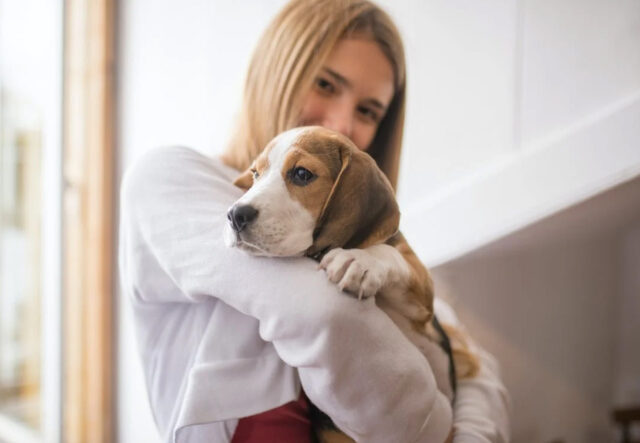 5 prodotti per la cura del cane Beagle, per un quattro zampe invidiabile