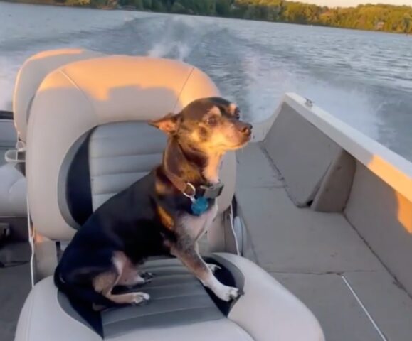 rat terrier in barca