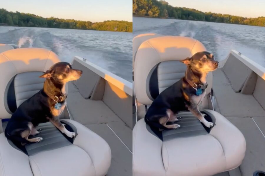 rat terrier in barca al tramonto