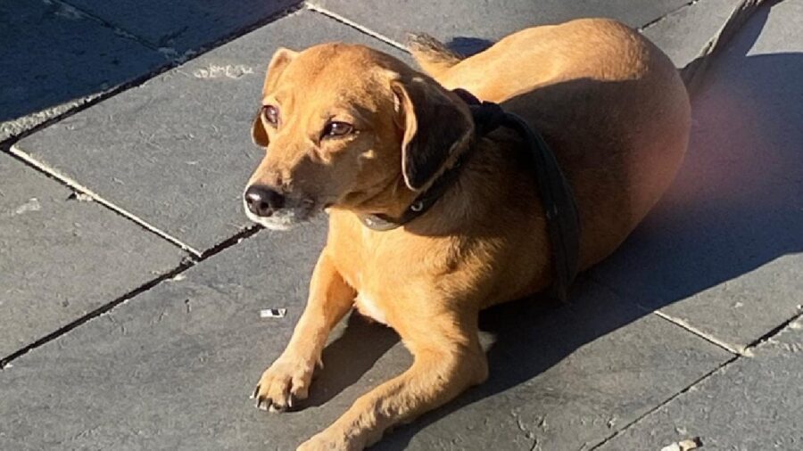 cagnolina pelo corto raso