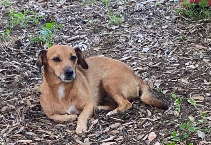 cagnolina ivy sul fogliame