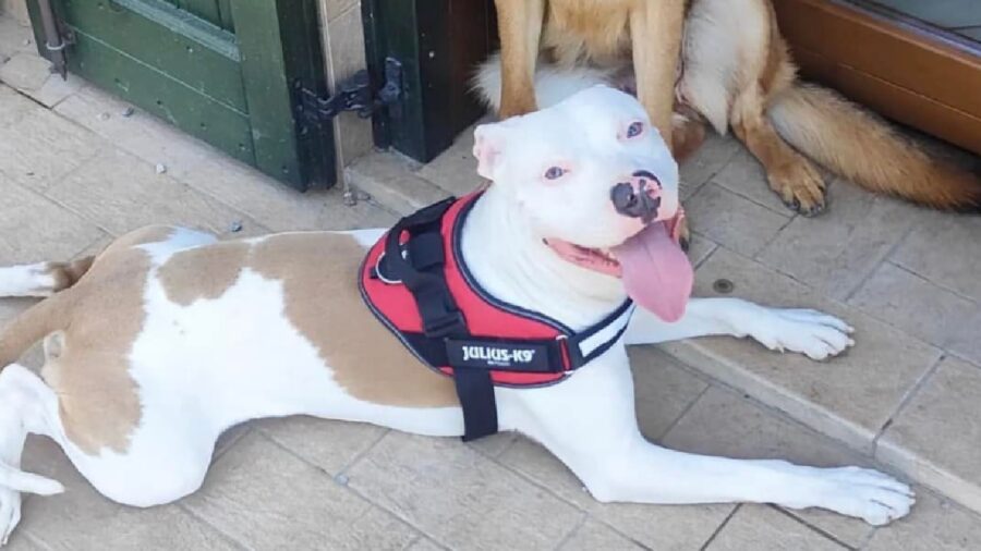 cane pitbull pelo corto