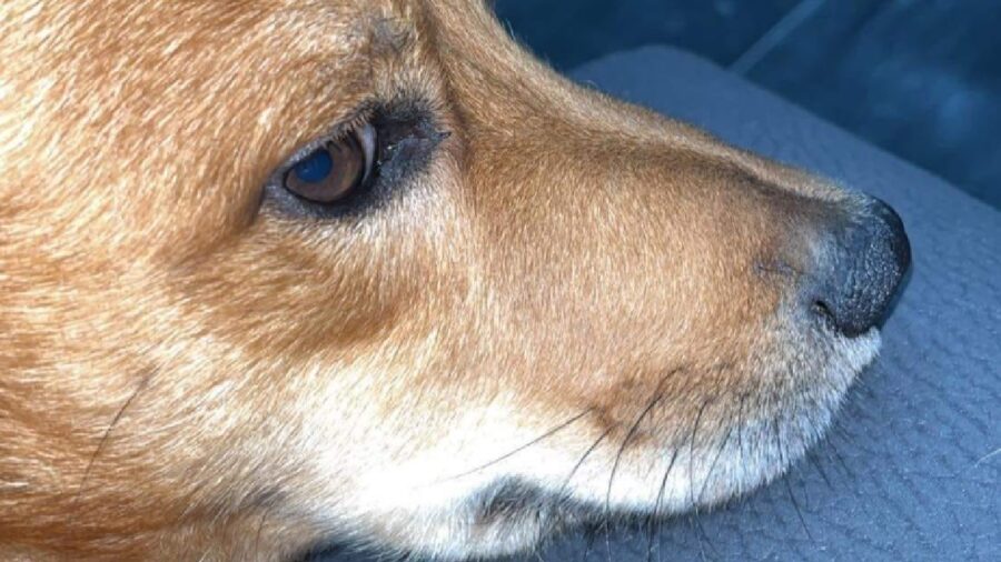 cane occhi grandi colore castano