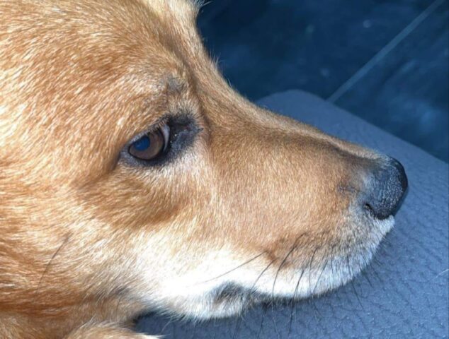 Sant’Anastasia, cagnolino di 4 anni di nome Max si perde, degli avvistamenti tengono viva la speranza