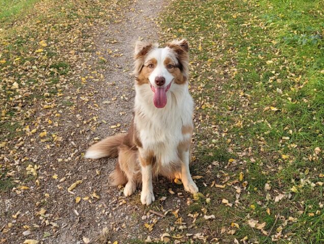 Santa Domenica Vittoria, offresi ricompensa per il ritrovamento di Nala, una cagnolina Pastore Australiano di 2 anni