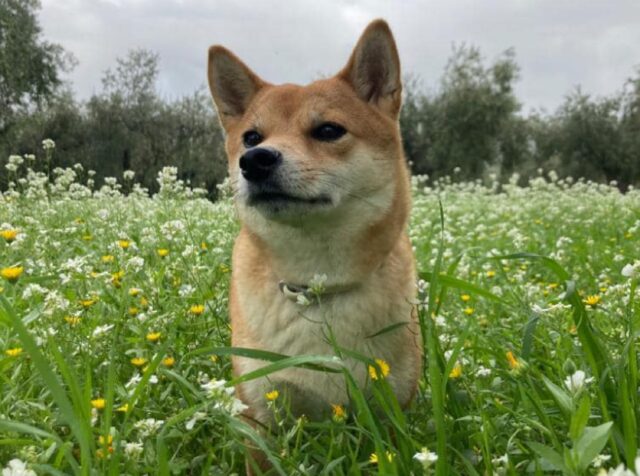 Sciacca, smarrita una cagnolina Shiba Inu di 5 anni, il suo nome è Margot