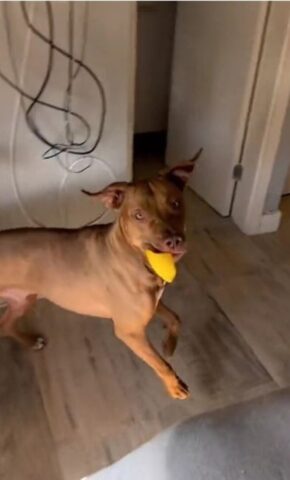 Sebastian: il Pit Bull che ama giocare nella piscina di palline (VIDEO)